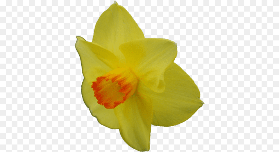 Narcissus, Daffodil, Flower, Plant, Rose Free Png Download