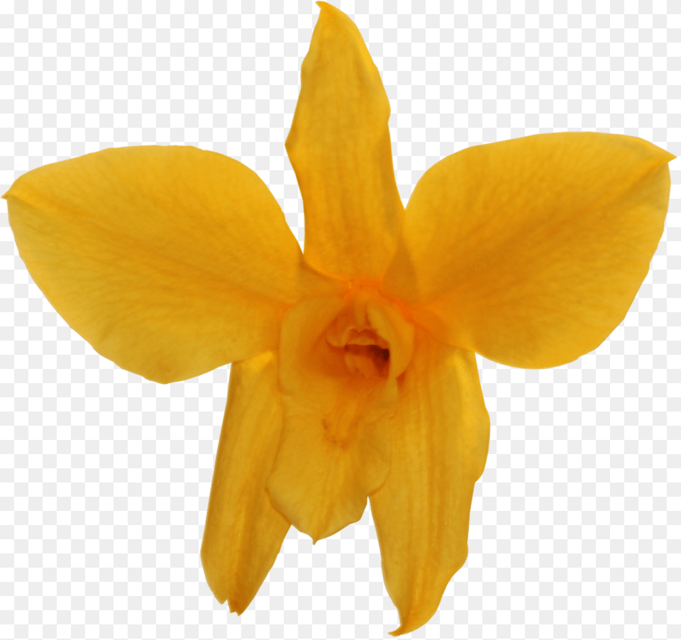 Narcissus, Daffodil, Flower, Plant, Rose Png Image