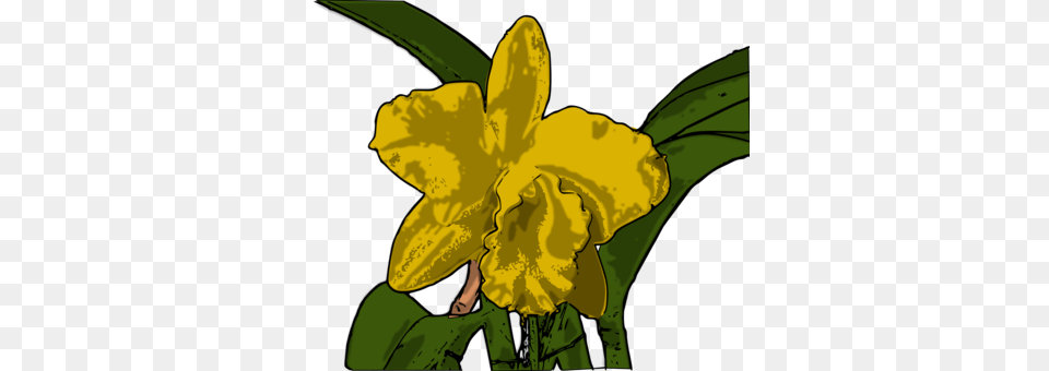 Narcissus, Daffodil, Flower, Plant, Person Free Png