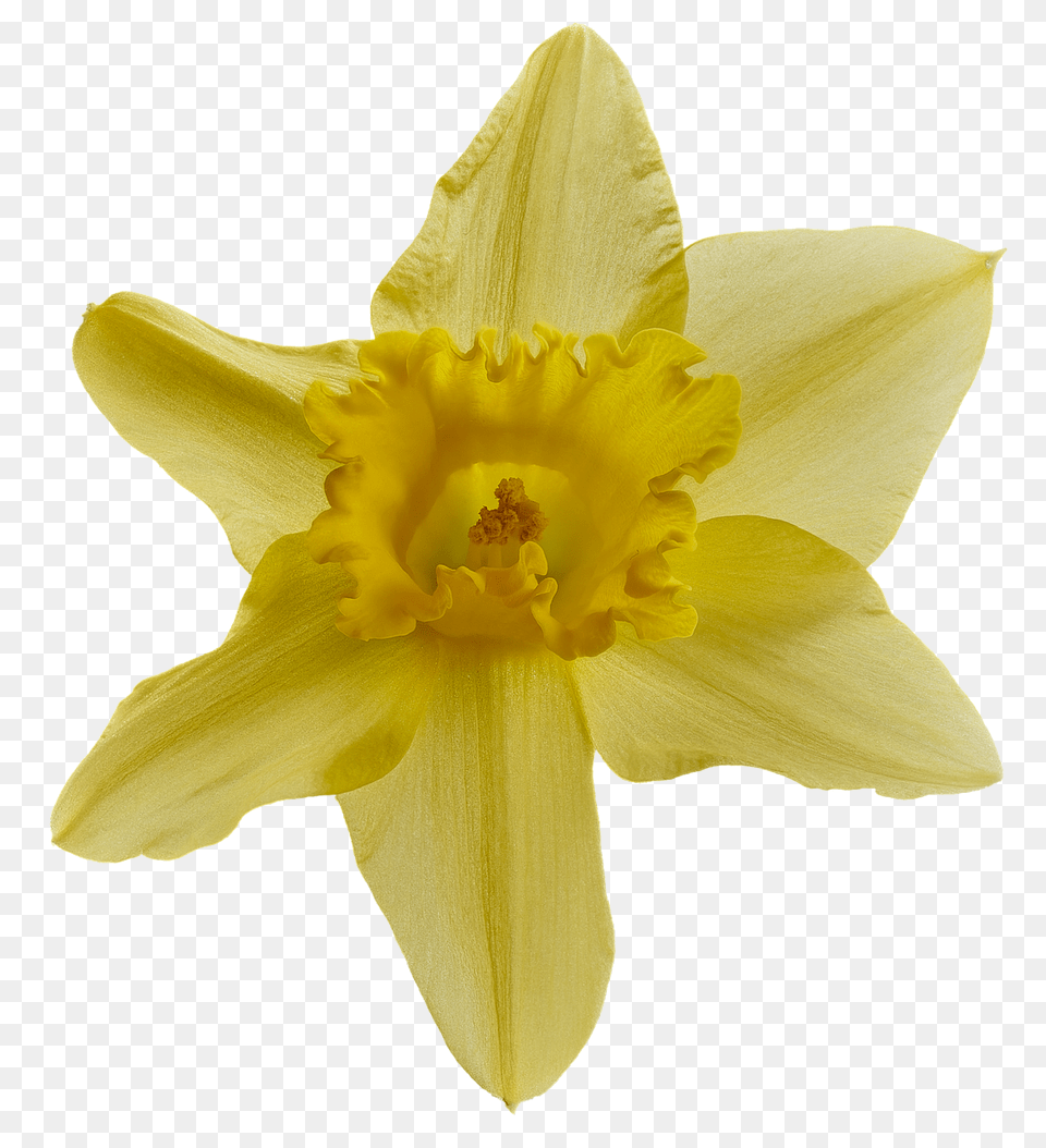 Narcissus Daffodil, Flower, Plant, Rose Free Transparent Png