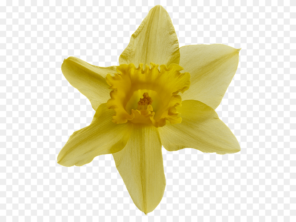Narcissus Daffodil, Flower, Plant Free Png Download