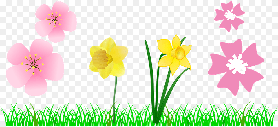 Narcissus, Flower, Petal, Plant, Daffodil Png