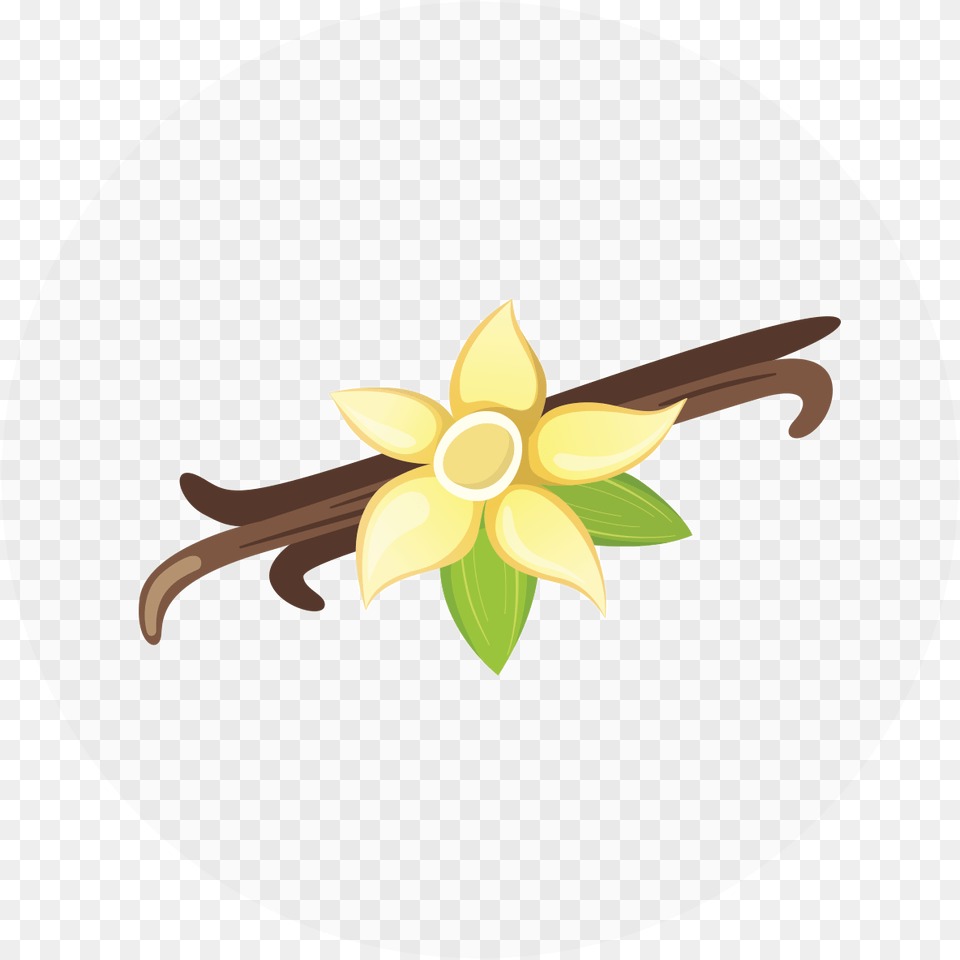 Narcissus, Flower, Plant, Daffodil, Graphics Png