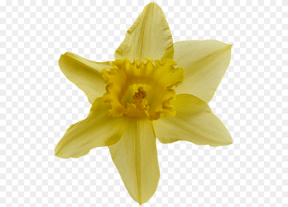Narcissus Blossom Bloom Close Up Flower Nature Narcissus, Daffodil, Plant Png Image