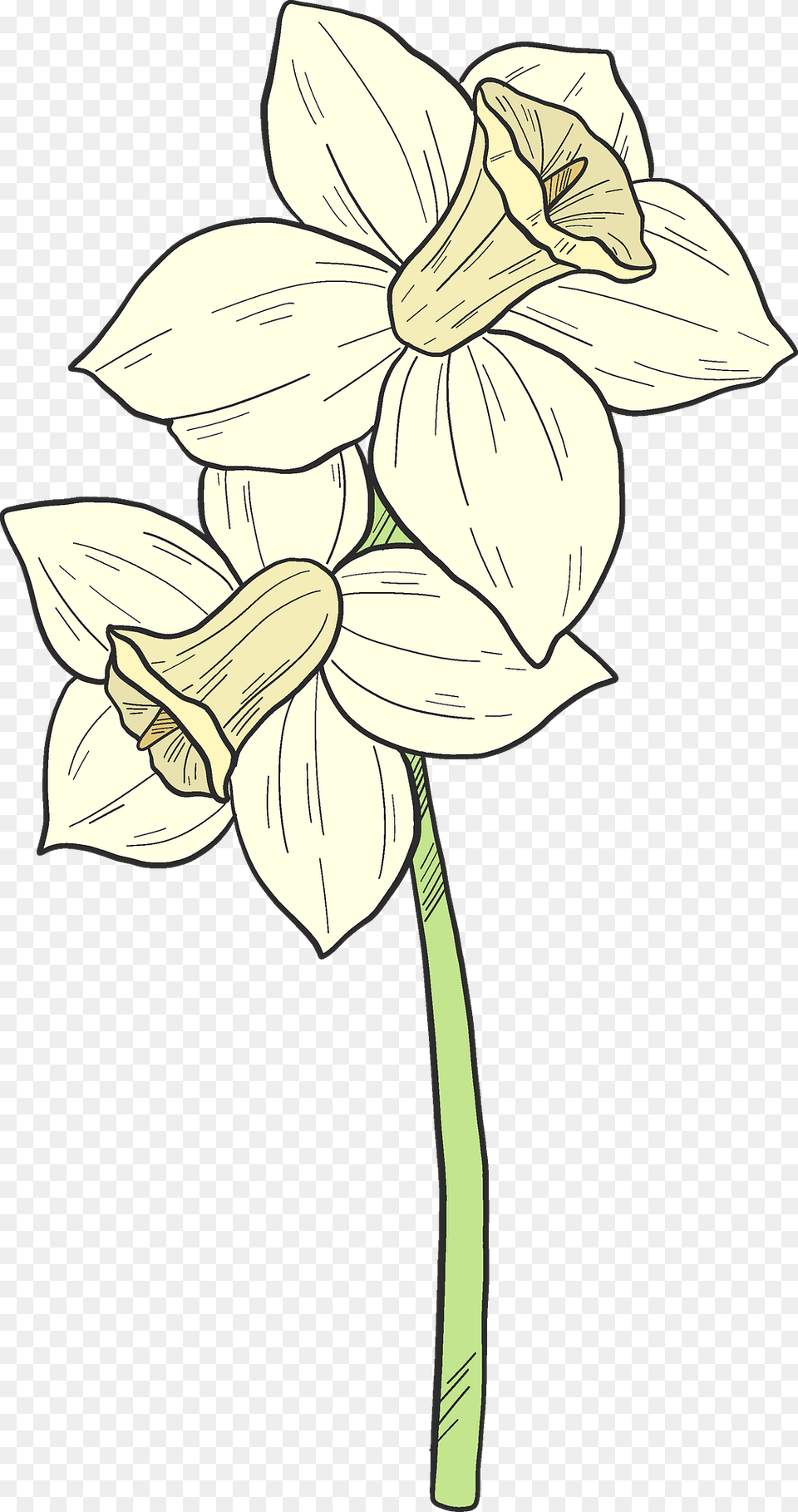 Narcissus Clipart, Daffodil, Flower, Plant, Person Free Png