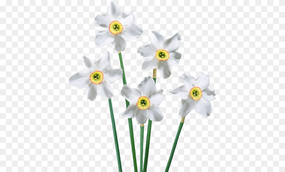 Narcissus Drawing Paperwhite Flower Daffodil White Daffodil Background, Plant Free Png Download