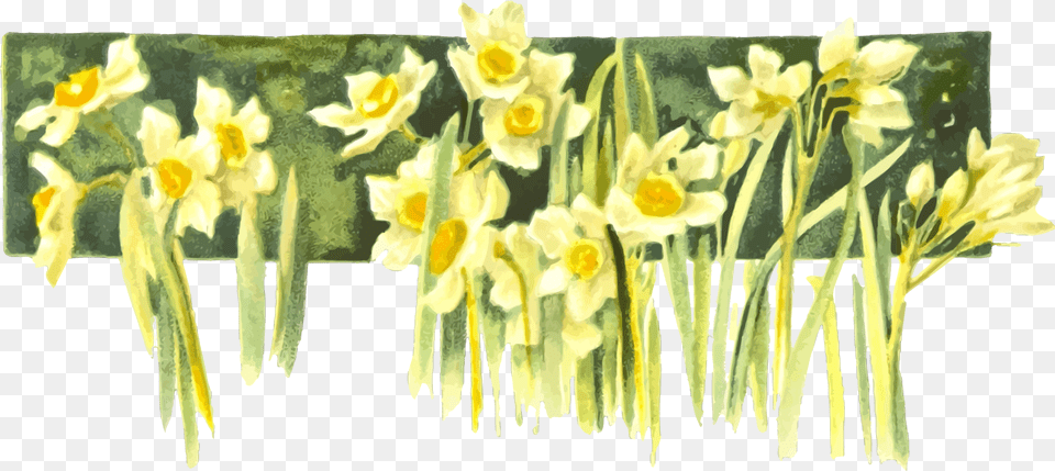 Narcissus Drawing Yellow Daffodil Transparent Transparent Draw A Daffodil In Watercolor, Flower, Plant, Petal, Rose Free Png