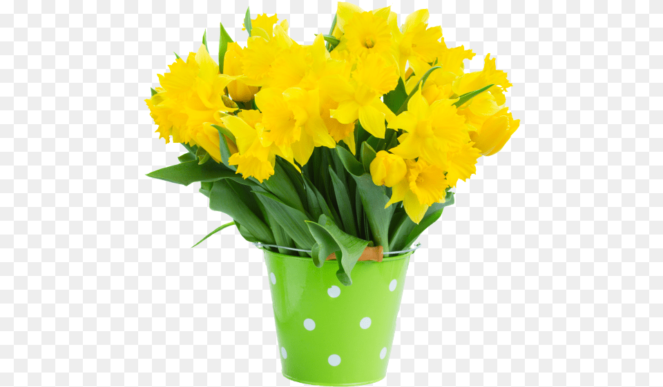 Narcissus Flower Bouquet, Daffodil, Plant, Flower Arrangement, Flower Bouquet Free Transparent Png