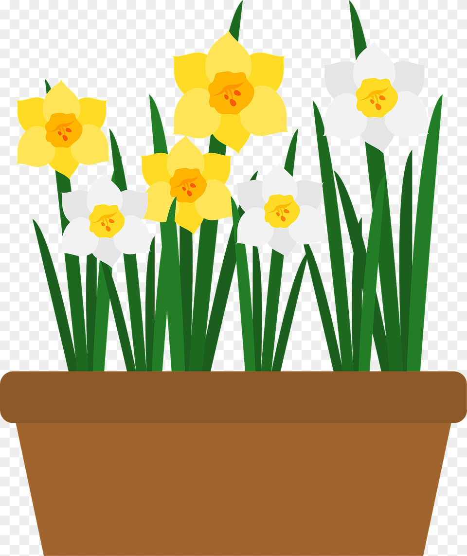 Narcissus Flower Clipart, Daffodil, Plant, Potted Plant Free Transparent Png