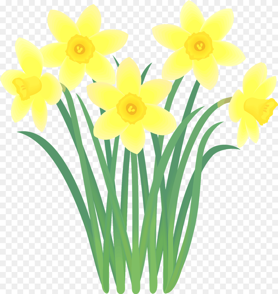 Narcissus Flower Clipart, Daffodil, Plant Free Png