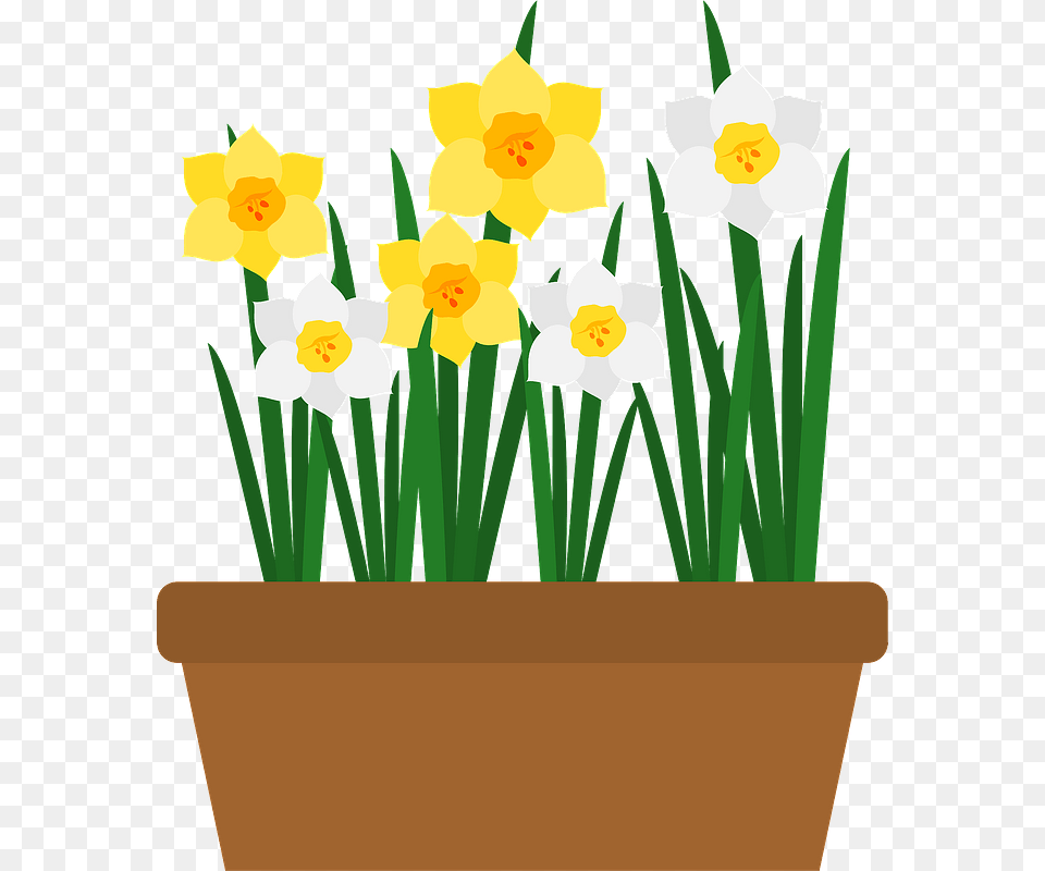 Narcissus Flower Clipart Narcissus Flower Clipaet, Daffodil, Plant, Potted Plant Free Transparent Png