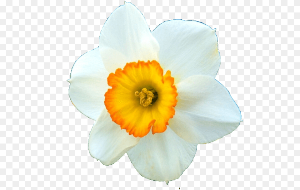 Narcissus Flower Dali Spring Beauty Art Freetoedit Narcissus, Daffodil, Plant, Rose Free Png