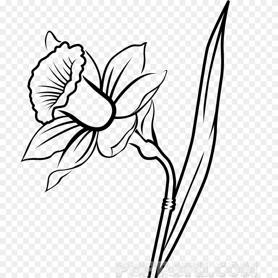 Narcissus Flower Drawing At Getdrawings Daffodil Drawing Free Png Download