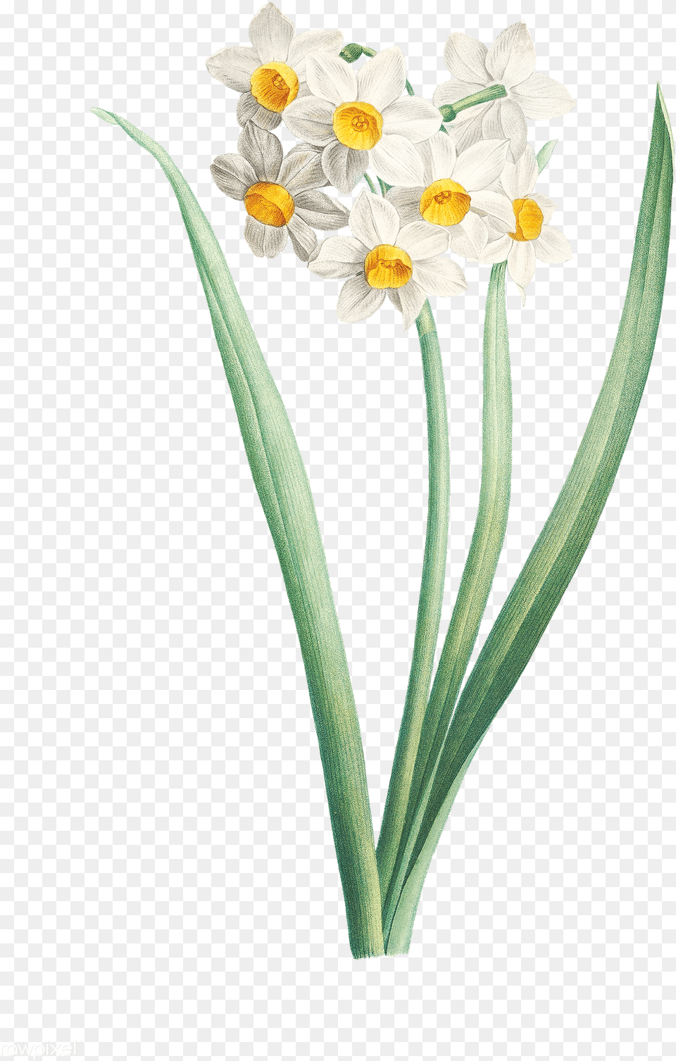 Narcissus Flower Flower, Daffodil, Plant, Daisy Png Image