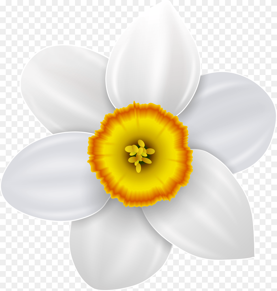 Narcissus Flower Logo Daffodil Free Png