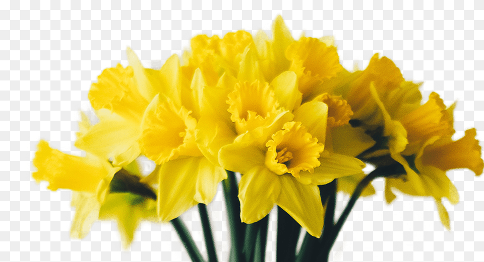 Narcissus Narcissus, Daffodil, Flower, Plant Free Png