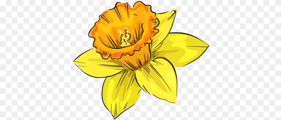Narcissus Side Yellow Flower Transparent U0026 Svg Vector File Flor De Lado, Daffodil, Plant, Person, Head Png Image