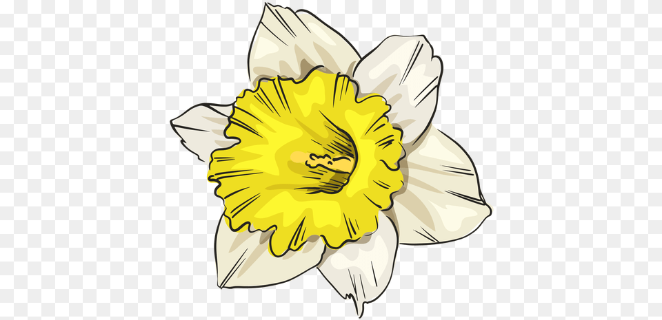 Narcissus White Flower Front Transparent U0026 Svg Vector File Wild Daffodil, Plant, Person, Face, Head Png Image
