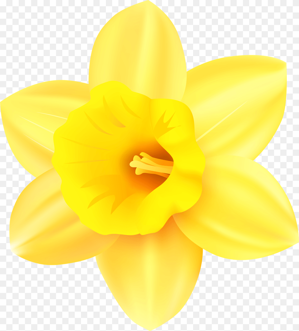 Narcissus Yellow Petal Clip Art Daffodil, Flower, Plant Free Png