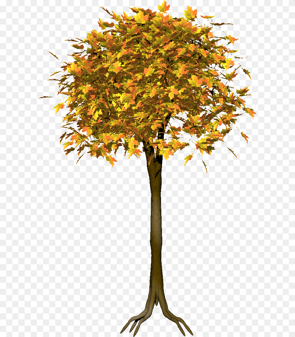 Narisovannoe Derevo, Leaf, Maple, Plant, Tree Free Png Download