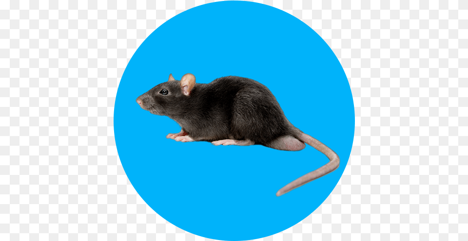 Narmada Flooring Corporation Mouse, Animal, Mammal, Rat, Rodent Free Transparent Png