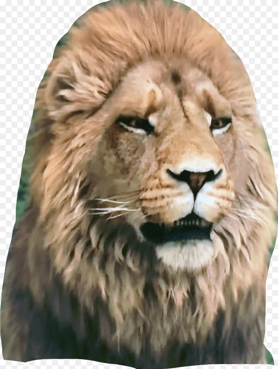 Narnia I Was There When It Was Written, Animal, Lion, Mammal, Wildlife Png