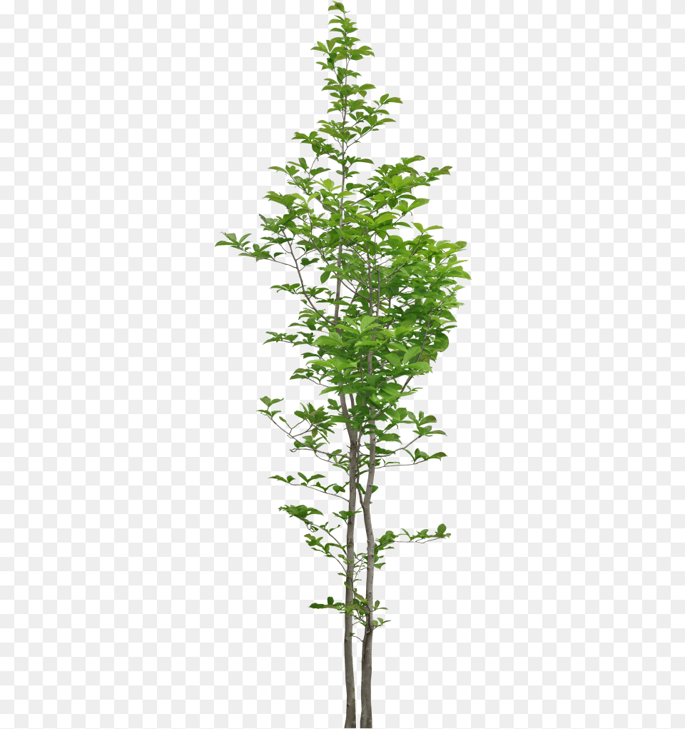 Narrow Tree, Green, Leaf, Plant, Vegetation Free Png Download