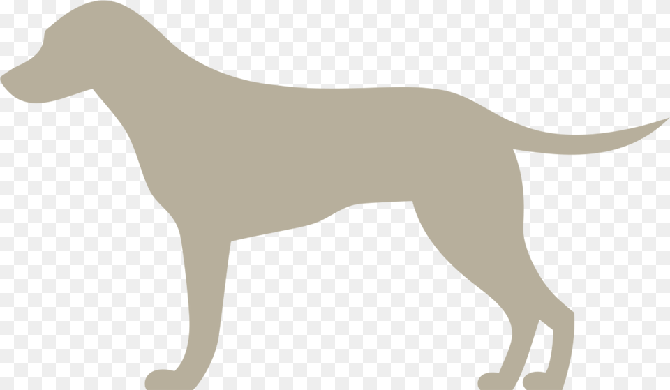Narumed Hund Hund, Gray Free Transparent Png