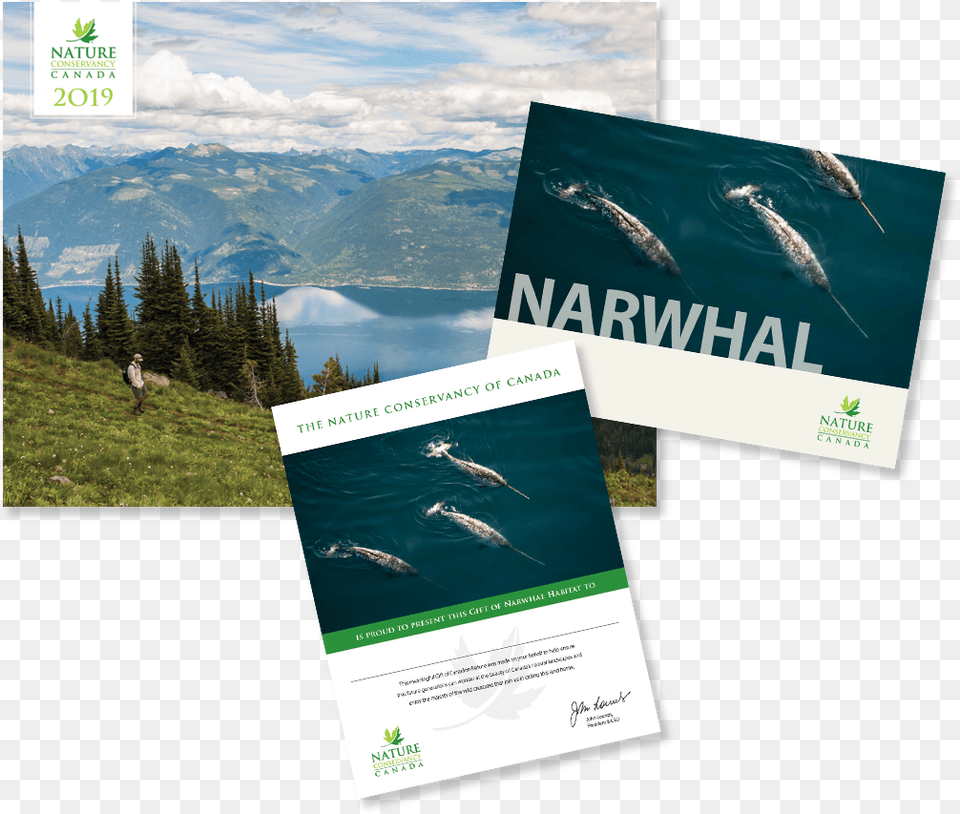 Narwhal, Advertisement, Poster, Person Free Png Download