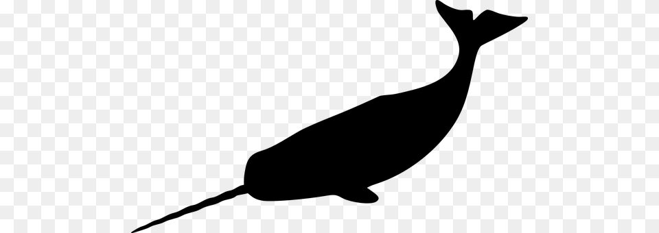 Narwhal Gray Free Png Download