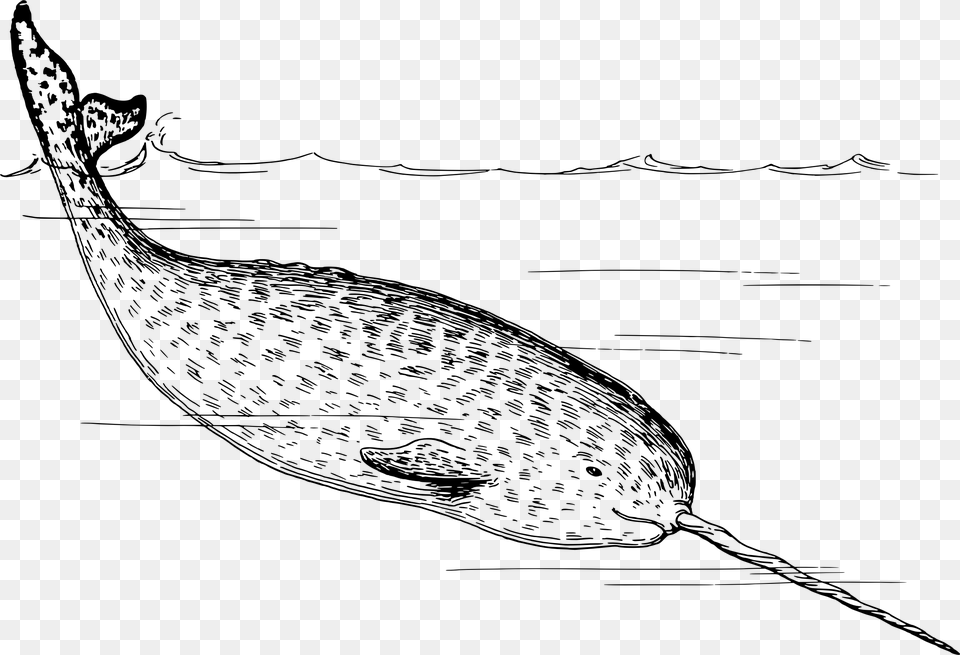 Narwhal, Gray Free Transparent Png