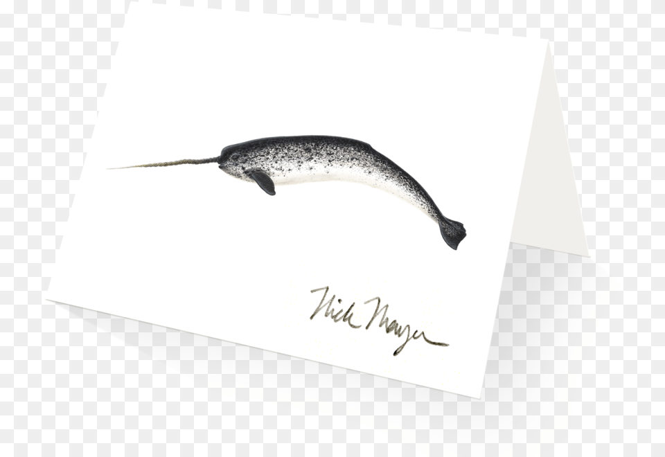 Narwhal Beloniformes, Animal, Fish, Sea Life, Mammal Free Png