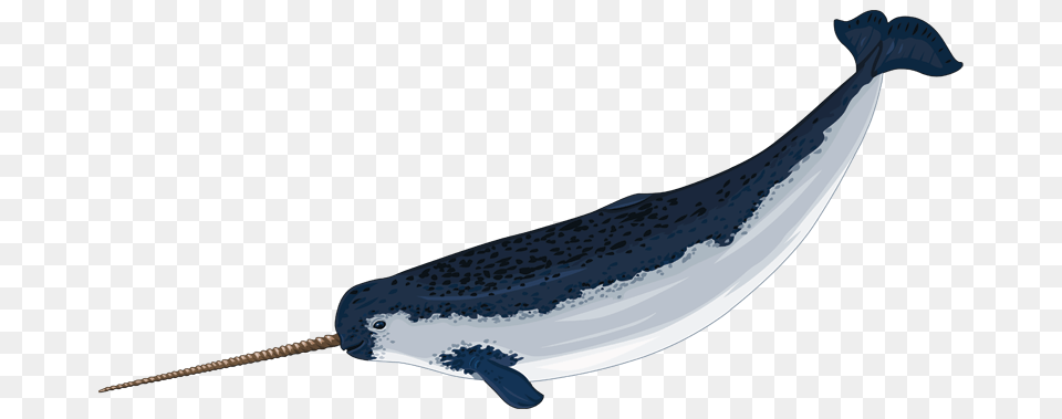 Narwhal Clip Art, Animal, Mammal, Sea Life, Whale Free Transparent Png