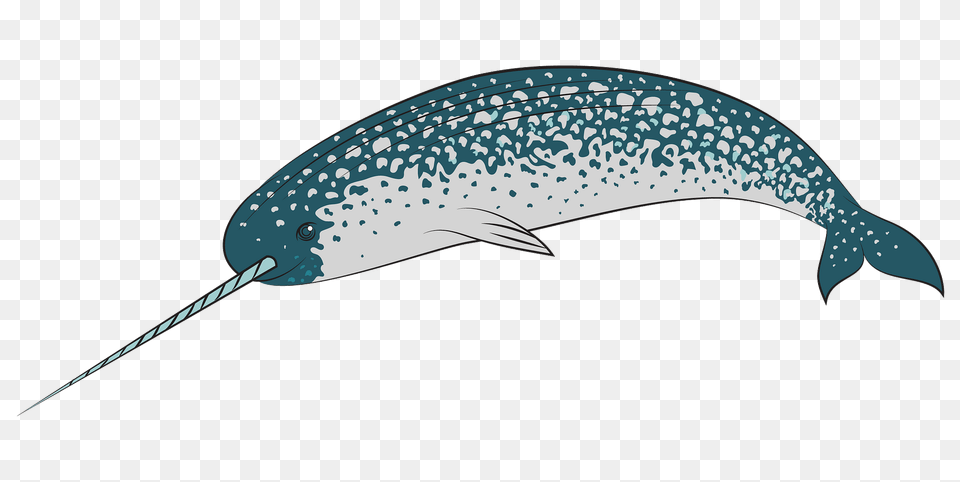 Narwhal Clipart, Animal, Mammal, Sea Life, Whale Free Png