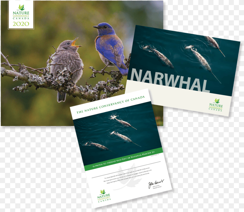 Narwhal Flyer, Advertisement, Poster, Animal, Bird Png