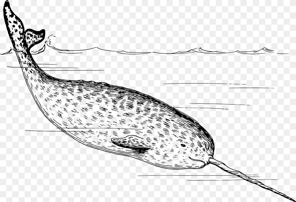 Narwhal Narwhals Black And White, Gray Png Image