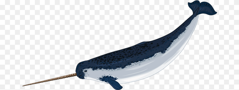 Narwhal Transparent Narwhals, Animal, Mammal, Sea Life, Whale Png