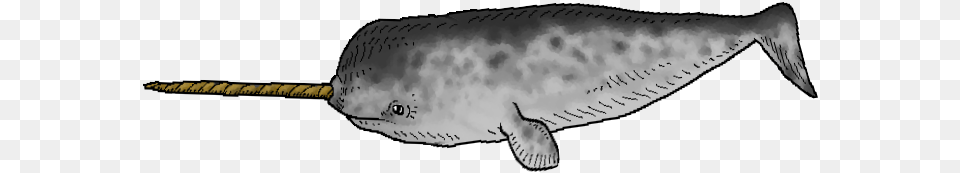 Narwhalswim 04 Beluga Whale, Animal, Mammal, Sea Life Png Image