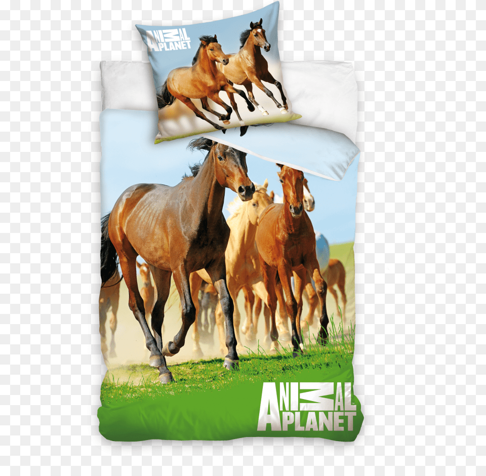 Narzuta Na Ko Konie, Animal, Colt Horse, Horse, Mammal Free Png