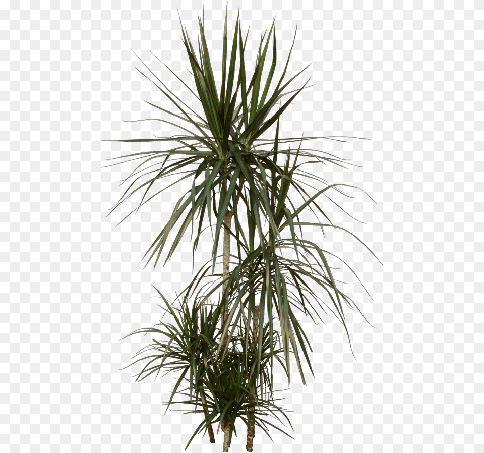 Nasa Clean Air Study Grass, Palm Tree, Plant, Tree, Potted Plant Png Image