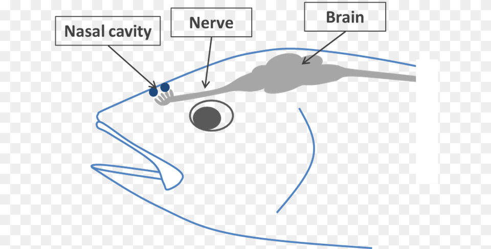 Nasal Cavity In A Fish, Bow, Weapon, Electronics, Hardware Free Png Download