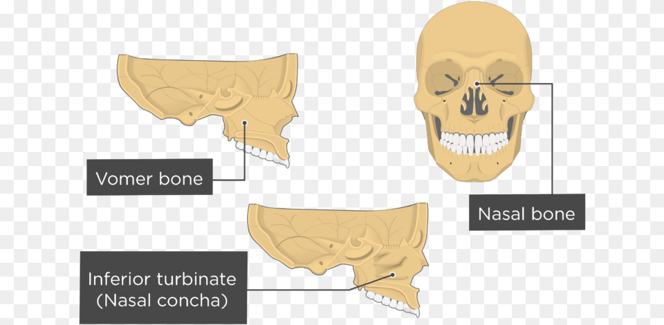 Nasal Vomer And Inferior Turbinate Bones Overview Inferior Nasal Concha Bone, Head, Person, Face Free Transparent Png