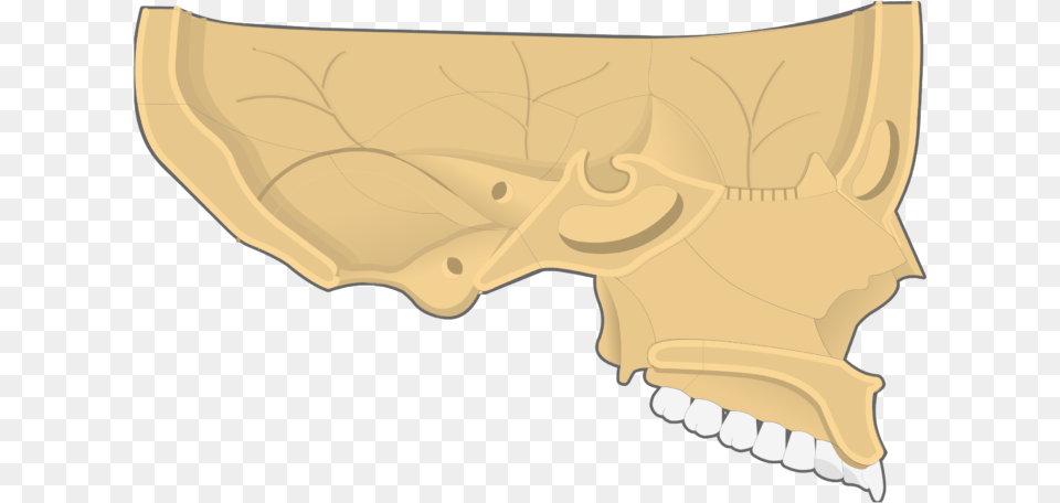 Nasal Vomer And Inferior Turbinate Bones Sagittal Nasal Concha, Animal, Fish, Sea Life, Shark Free Transparent Png