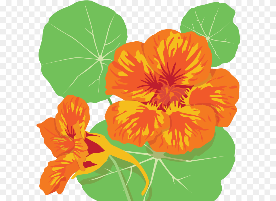 Nasturtium Illustration Illustration, Flower, Plant, Hibiscus, Anther Free Transparent Png