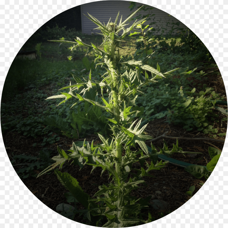 Nasty Weed Dandelion Weed Big, Flower, Plant, Thistle Free Png