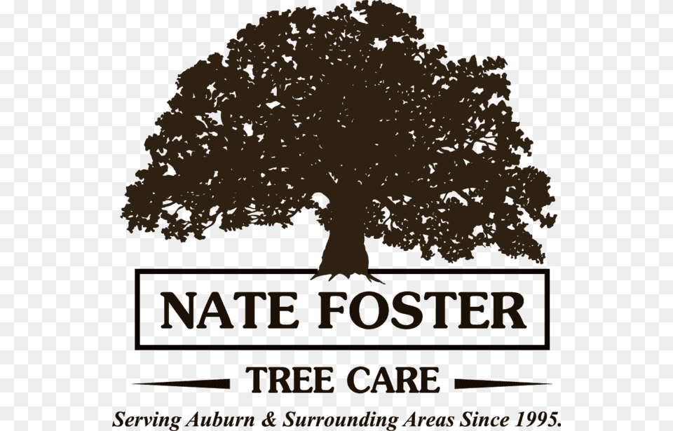 Nate Foster Tree Care Toddy Oaks, Plant, Oak, Sycamore, Advertisement Free Transparent Png