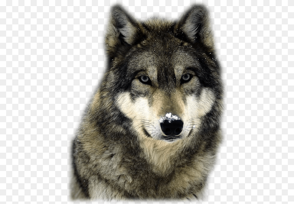 National Animal In Italy, Mammal, Wolf, Canine, Dog Free Transparent Png