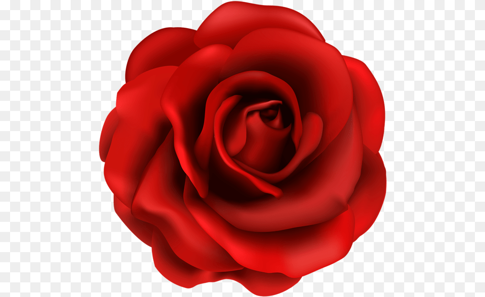 National Flower Of Us, Plant, Rose, Petal Png Image