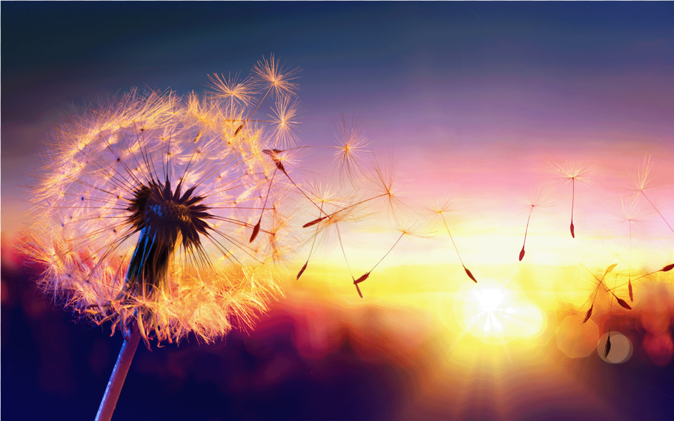 National Forgiveness And Happiness Day, Flower, Plant, Dandelion Free Transparent Png