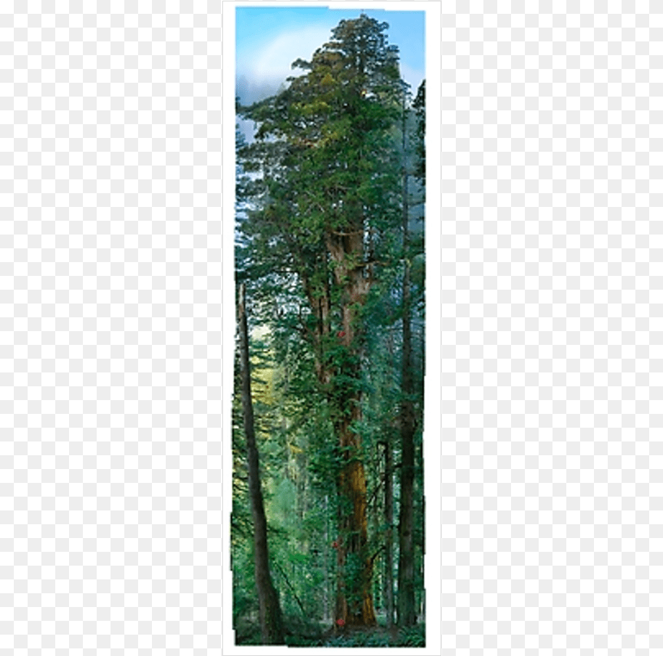 National Geographic Tall Tree Photographic, Conifer, Vegetation, Rainforest, Plant Png